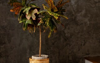 durability of Venetian plaster in Toronto homes 2026